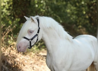 Welsh-A, Castrone, 3 Anni, 118 cm, Cremello
