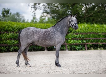 Welsh-A, Castrone, 3 Anni, 120 cm, Grigio pezzato