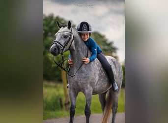 Welsh-A, Castrone, 3 Anni, 120 cm, Grigio pezzato