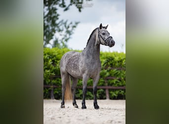 Welsh-A, Castrone, 3 Anni, 120 cm, Grigio pezzato