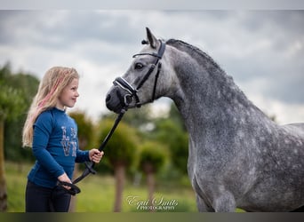 Welsh-A, Castrone, 3 Anni, 120 cm, Grigio pezzato