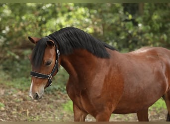 Welsh-A Mix, Castrone, 3 Anni, 121 cm, Baio