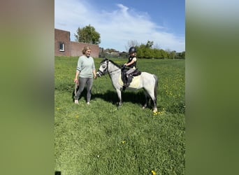 Welsh-A, Castrone, 3 Anni, 123 cm, Grigio pezzato