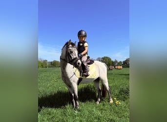 Welsh-A, Castrone, 3 Anni, 123 cm, Grigio pezzato