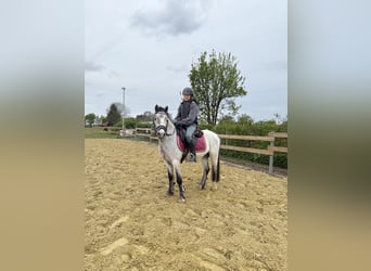 Welsh-A, Castrone, 3 Anni, 123 cm, Grigio pezzato