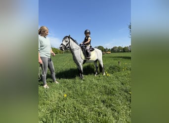 Welsh-A, Castrone, 3 Anni, 123 cm, Grigio pezzato