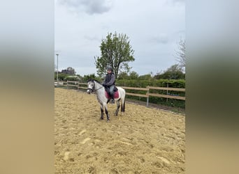 Welsh-A, Castrone, 3 Anni, 123 cm, Grigio pezzato