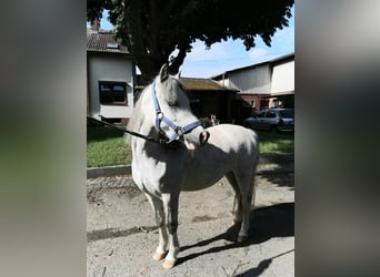 Welsh-A, Castrone, 3 Anni, 124 cm, Grigio