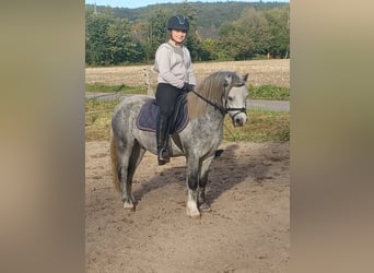 Welsh-A, Castrone, 3 Anni, 125 cm, Grigio pezzato