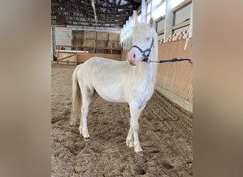 Welsh-A, Castrone, 3 Anni, Cremello