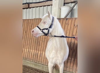 Welsh-A, Castrone, 3 Anni, Cremello