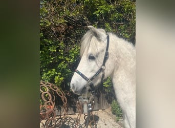 Welsh-A, Castrone, 4 Anni, 117 cm, Grigio