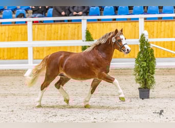 Welsh-A, Castrone, 4 Anni, 117 cm, Sauro