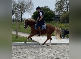 Welsh-A, Castrone, 4 Anni, 118 cm, Palomino