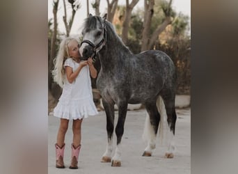 Welsh-A, Castrone, 4 Anni, 120 cm, Grigio