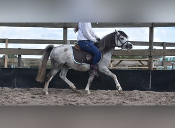 Welsh-A, Castrone, 4 Anni, 120 cm, Grigio
