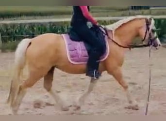 Welsh-A, Castrone, 4 Anni, 120 cm, Palomino