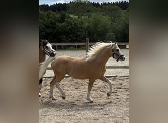 Welsh-A, Castrone, 4 Anni, 120 cm, Palomino