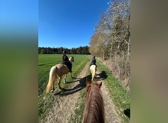 Welsh-A, Castrone, 4 Anni, 120 cm, Palomino