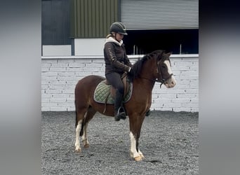 Welsh-A, Castrone, 4 Anni, 121 cm, Baio ciliegia