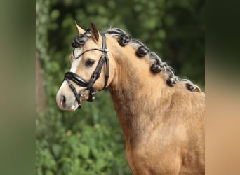 Welsh-A, Castrone, 4 Anni, 121 cm, Pelle di daino