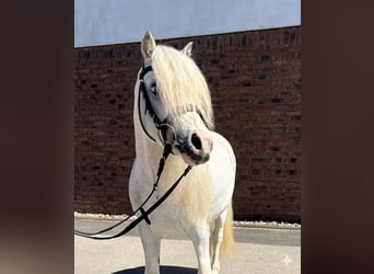 Welsh-A, Castrone, 4 Anni, 122 cm, Grigio