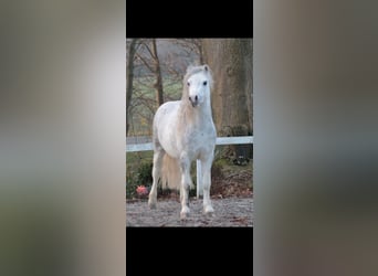 Welsh-A, Castrone, 4 Anni, 122 cm, Grigio