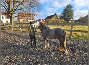 Welsh-A, Castrone, 4 Anni, 123 cm, Grigio pezzato