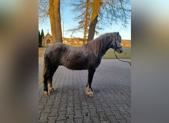 Welsh-A, Castrone, 4 Anni, 125 cm, Grigio pezzato