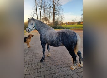 Welsh-A, Castrone, 4 Anni, 125 cm, Grigio pezzato