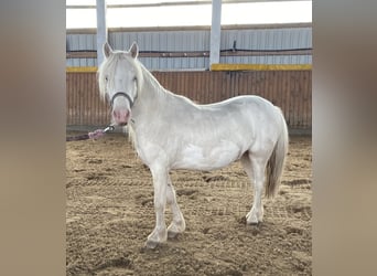 Welsh-A, Castrone, 4 Anni, Cremello