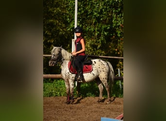 Welsh-A, Castrone, 5 Anni, 114 cm, Leopard