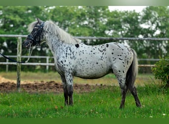 Welsh-A, Castrone, 5 Anni, 114 cm, Leopard
