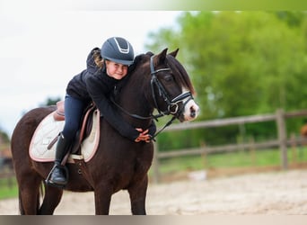 Welsh-A, Castrone, 5 Anni, 117 cm, Baio nero