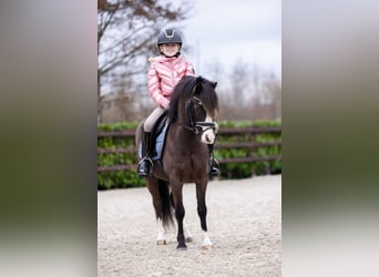 Welsh-A, Castrone, 5 Anni, 117 cm, Baio nero