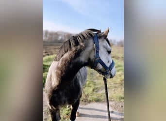 Welsh-A, Castrone, 5 Anni, 117 cm, Falbo baio