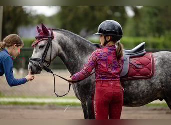 Welsh-A, Castrone, 5 Anni, 117 cm, Falbo baio