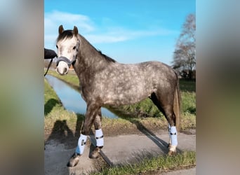 Welsh-A, Castrone, 5 Anni, 117 cm, Falbo baio