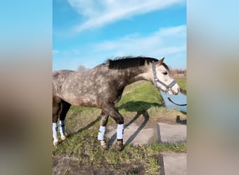Welsh-A, Castrone, 5 Anni, 117 cm, Falbo baio