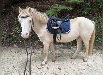 Welsh-A, Castrone, 5 Anni, 118 cm, Palomino