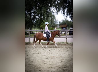 Welsh-A, Castrone, 5 Anni, 120 cm