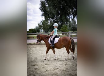 Welsh-A, Castrone, 5 Anni, 120 cm