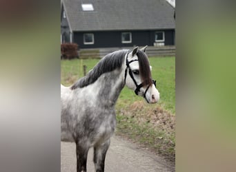 Welsh-A, Castrone, 5 Anni, 121 cm, Grigio