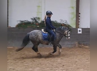 Welsh-A, Castrone, 5 Anni, 123 cm, Grigio pezzato