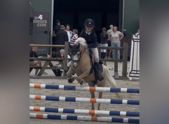 Welsh-A, Castrone, 5 Anni, 124 cm, Palomino