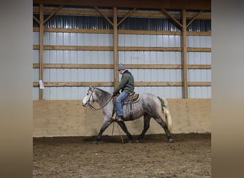 Welsh-A Mix, Castrone, 5 Anni, 142 cm