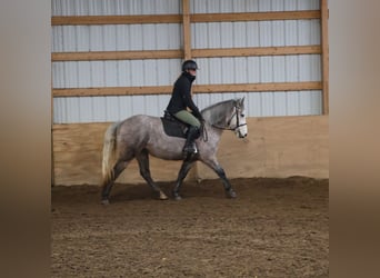 Welsh-A Mix, Castrone, 5 Anni, 142 cm