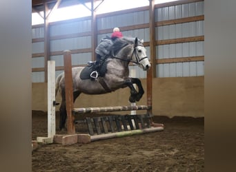 Welsh-A Mix, Castrone, 5 Anni, 142 cm, Grigio