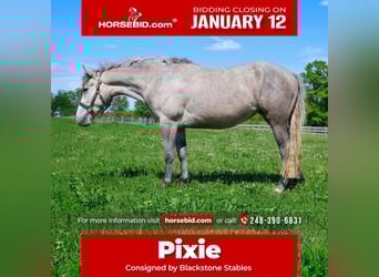 Welsh-A Mix, Castrone, 5 Anni, 142 cm, Grigio