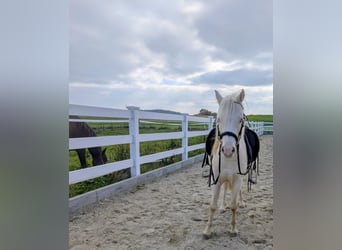 Welsh-A, Castrone, 5 Anni, Cremello